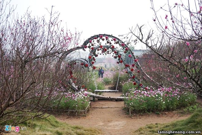 Vườn đào gốc cổ rót tiền tỷ, thu bạc cắc ở Nhật Tân