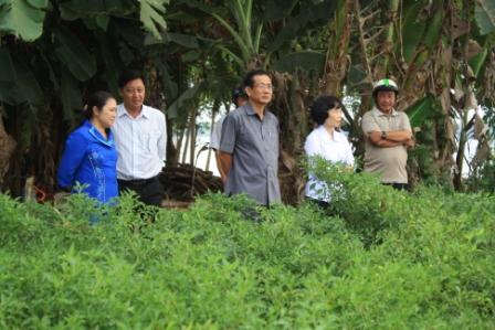 Khảo sát tình hình sản xuất ớt Thanh Bình