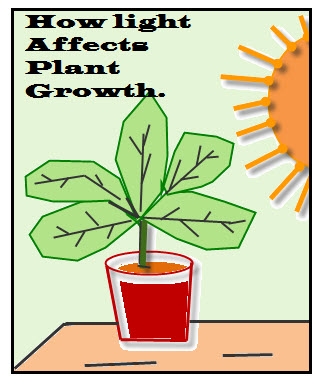 Light affects plant growth