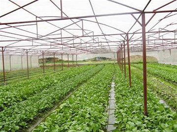 Hà Nội: Hơn 47 tỷ đồng sản xuất rau an toàn