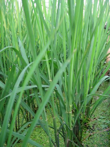 Khi cây lúa còn non có nên phun thuốc trừ sâu không?
