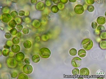 Mã Lai tìm thấy loài tảo ức chế được tế bào ung thư