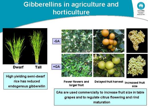 Gibberellin là gì?