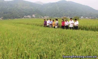 Tiến trình cải tạo nguồn gen cây lúa và sản xuất lúa tại Việt Nam