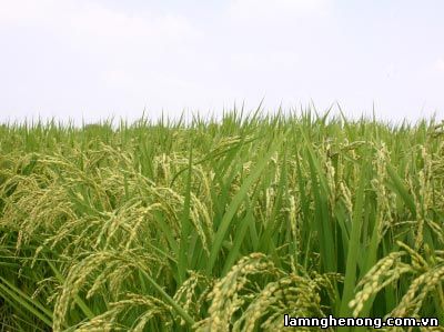 Kỹ thuật trồng lúa cấy (theo các bước)