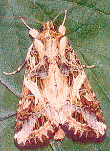 Sâu ăn tạp Spodoptera litura Fabricius