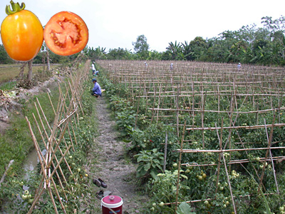 Kỹ thuật trồng cà chua
