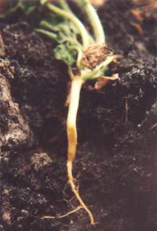 Rhizoctonia solani - Bệnh héo cây con