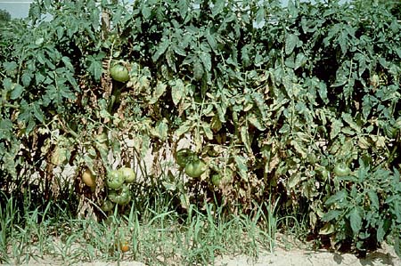 Bệnh mốc đen lá (Cladosporium fulvum)