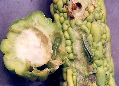 Sâu ăn lá Diaphania indica (Saunders)