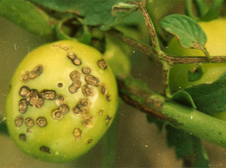 Bệnh thán thư (Colletotrichum phomoides)