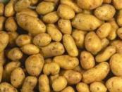 Trồng khoai tây bằng hạt