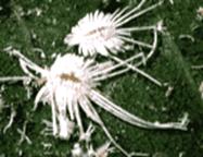 Rệp sáp phấn hại xoài( Rastrococcus spinosus)