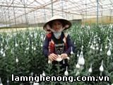 Kỹ thuật thu hoạch Hoa