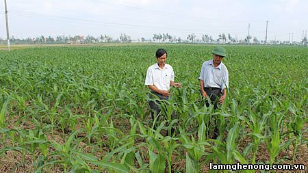 Mô hình trồng ngô đông trên đất 2 lúa theo phương pháp làm đất tối thiểu ở Hải Hậu (Nam Định)