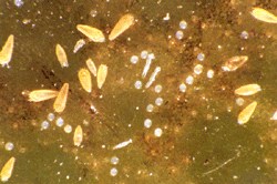 Nhện vàng  Phyllocoptruta oleivora (Ashmead)